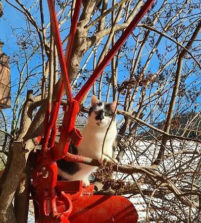 Ehrenmattlehof Faisst Bad Peterstal-Griesbach