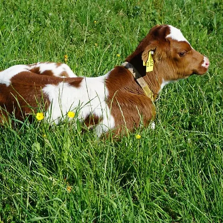 Ehrenmattlehof Faisst Bad Peterstal-Griesbach